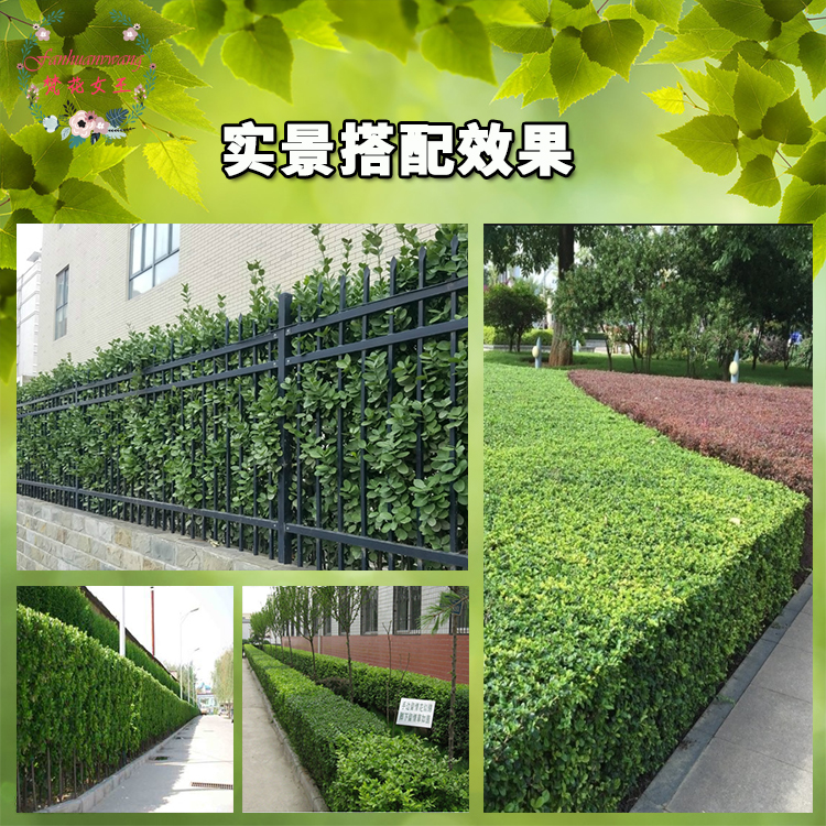 围墙篱笆植物大叶北海道黄杨苗冬青树苗四季常青耐寒庭院绿篱树苗 - 图0