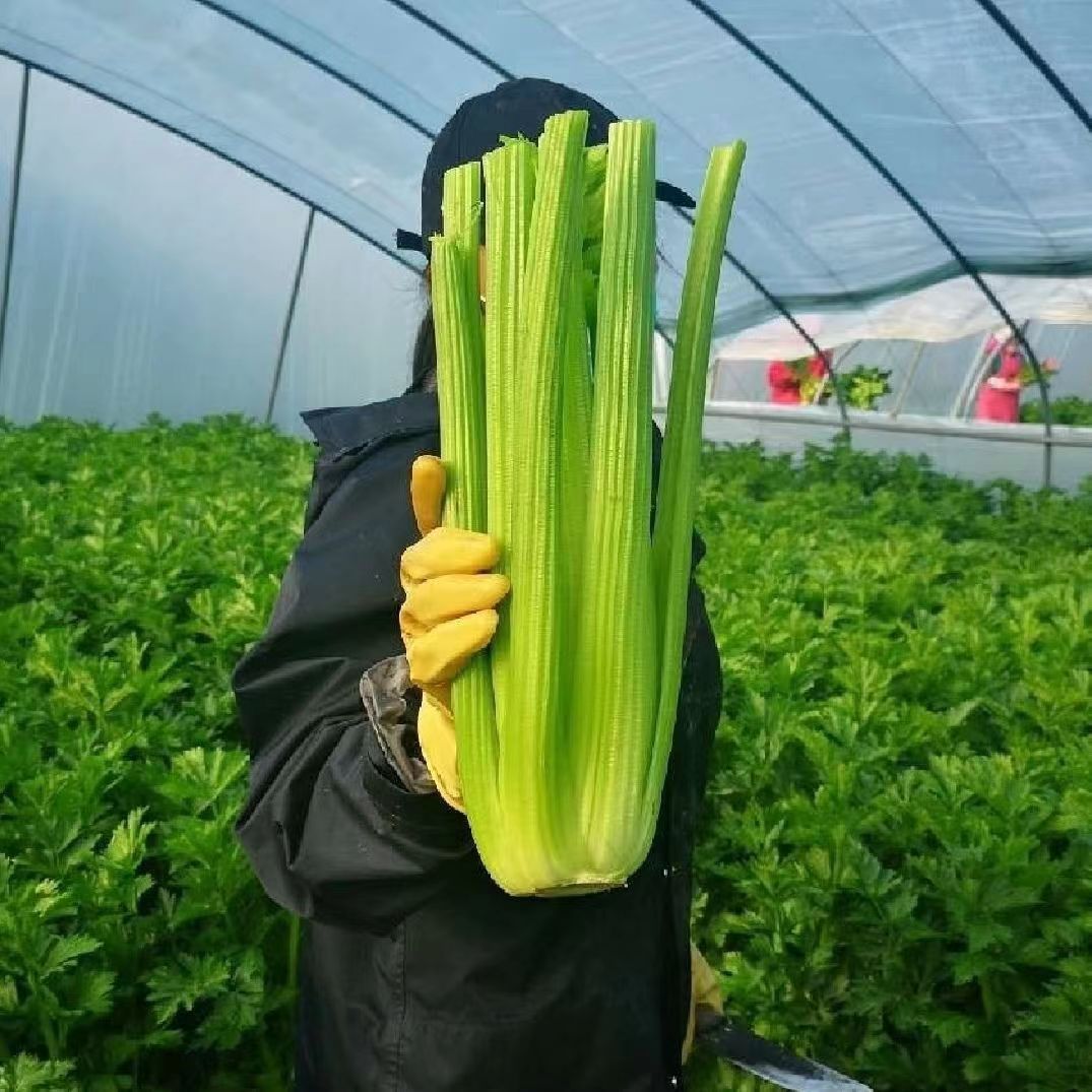 【顺丰包邮】寿光大西芹新鲜蔬菜去叶西洋芹脆嫩芹菜榨汁专用西芹