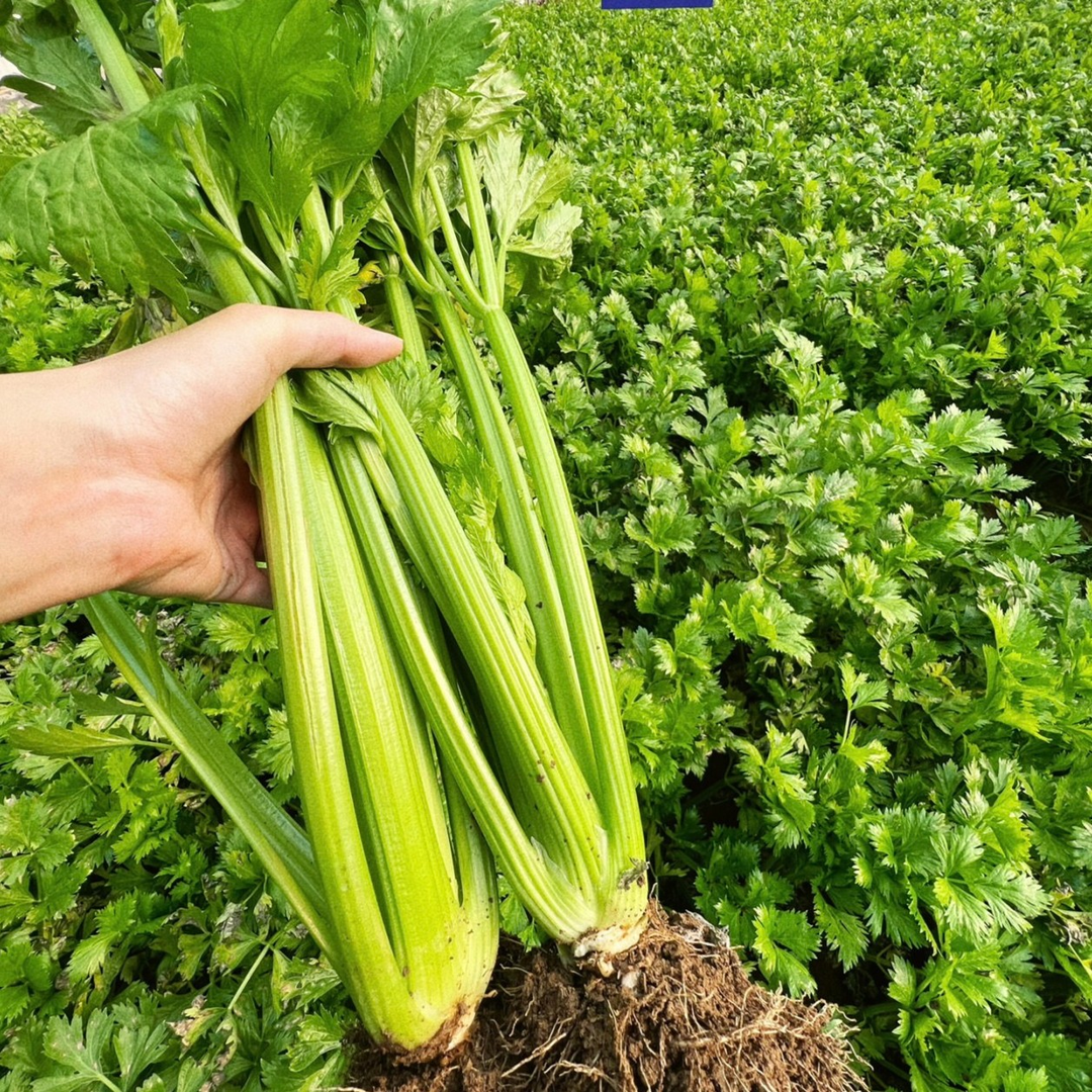【顺丰包邮】寿光大西芹新鲜蔬菜去叶西洋芹脆嫩芹菜榨汁专用西芹