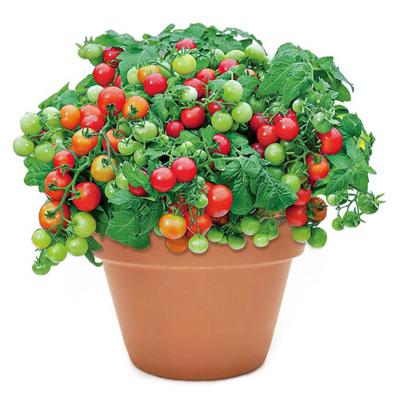 矮生盆栽番茄苗蔬菜苗秧樱桃小西红柿圣女果种子四季广东阳台菜苗,淘宝优惠券,粉丝福利购,淘宝优惠卷