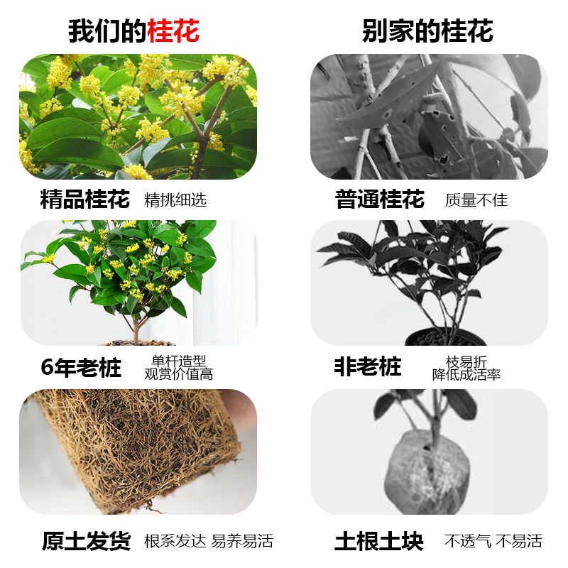 桂花盆栽树苗浓香型花卉金桂四季桂室内外阳台庭院开花盆栽 - 图1