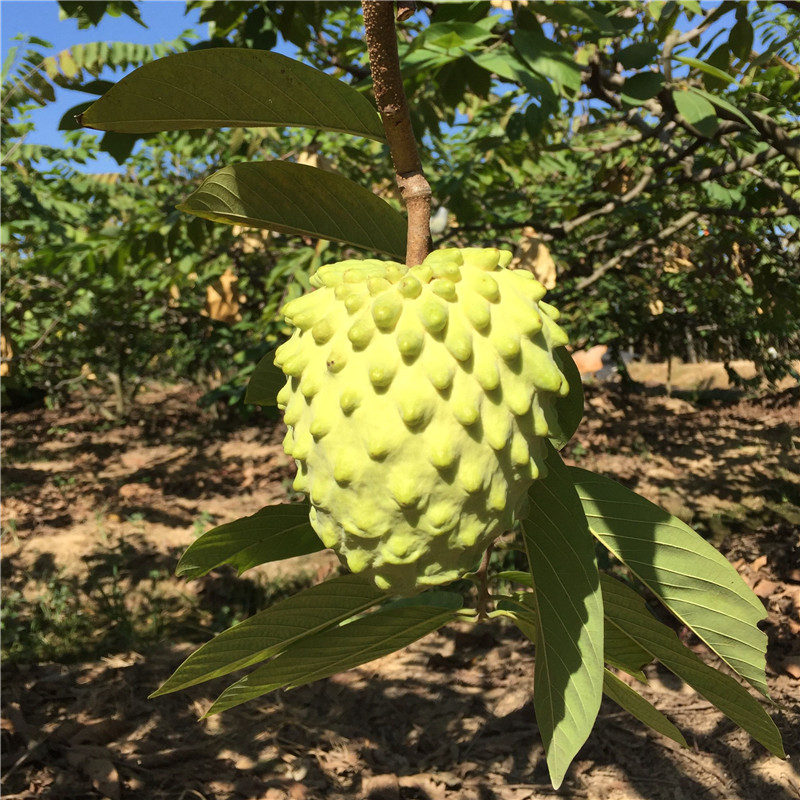 台湾释迦果苗树 嫁接当年结果 南北方种植佛头果苗摩尼红释迦果苗 - 图2