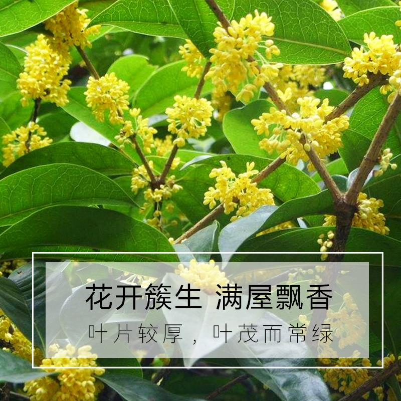 桂花盆栽树苗浓香型花卉金桂四季桂室内外阳台庭院开花盆栽 - 图2