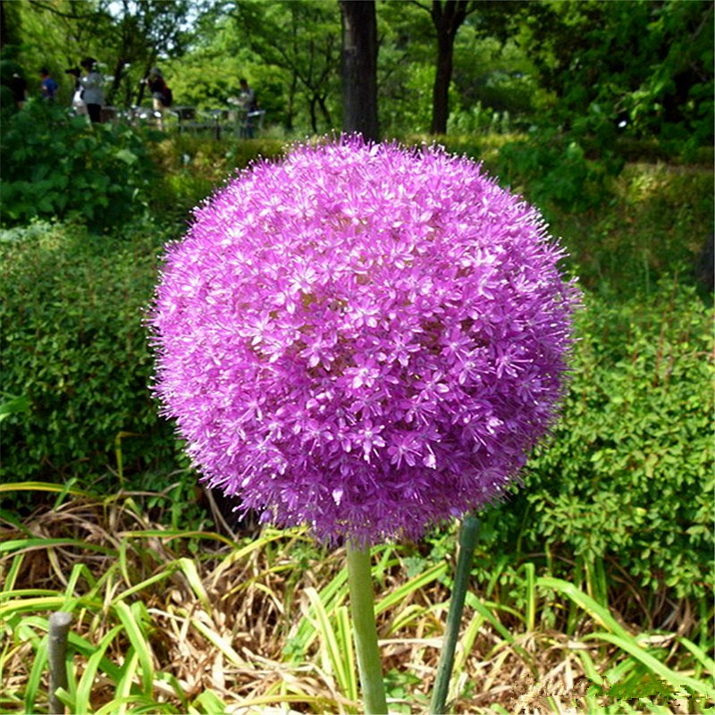 大花葱种子种籽子葱花庭院花园绿植花葱盆栽植物子多年生花种 - 图0