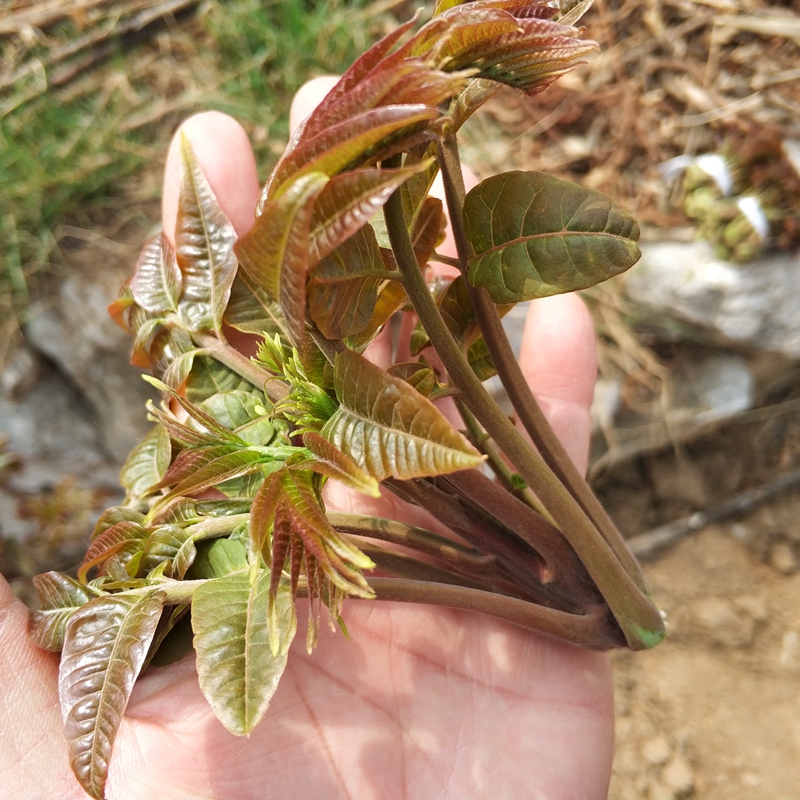 香椿种子红油香椿种籽红叶香芽香味浓郁高产四季大面积香椿树包邮 - 图0