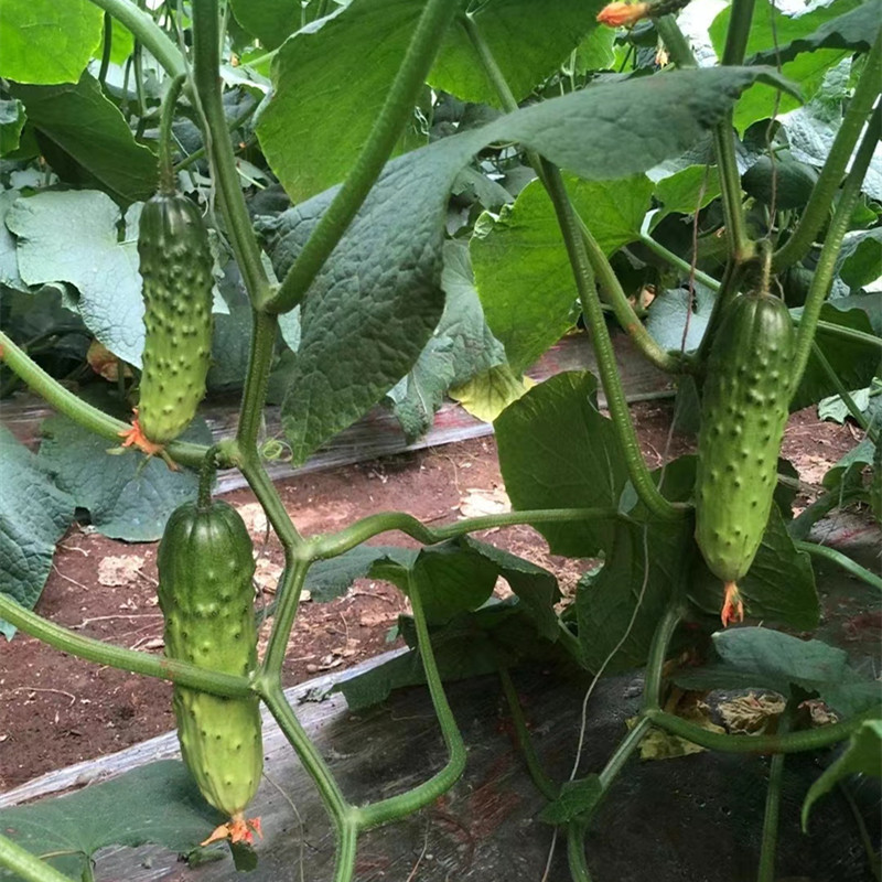 未来103 108旱黄瓜种籽孑 水果旱黄瓜油亮大刺瘤口感青瓜黄瓜种子,淘宝优惠券,粉丝福利购,淘宝优惠卷