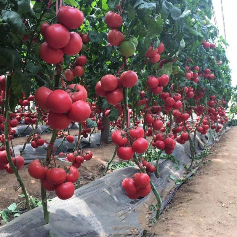 普罗旺斯番茄种子 种苗 水果番茄种子 西红柿种籽 口感好,淘宝优惠券,粉丝福利购,淘宝优惠卷