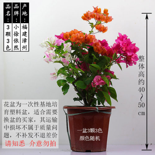 多色三角梅盆栽植物带花发货庭院爬藤大苗好养易活净化空气花卉苗 - 图1