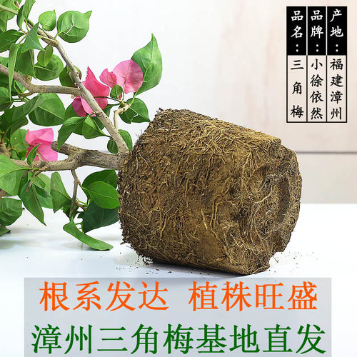 多色三角梅盆栽植物带花发货庭院爬藤大苗好养易活净化空气花卉苗 - 图2