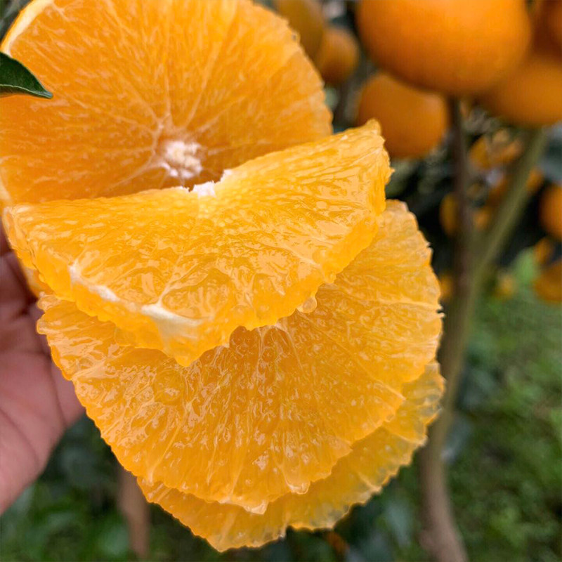 晓橘红美人爱媛果冻橙新鲜橙子四川大水果礼盒顺丰甜柑橘皇后28号,淘宝优惠券,粉丝福利购,淘宝优惠卷