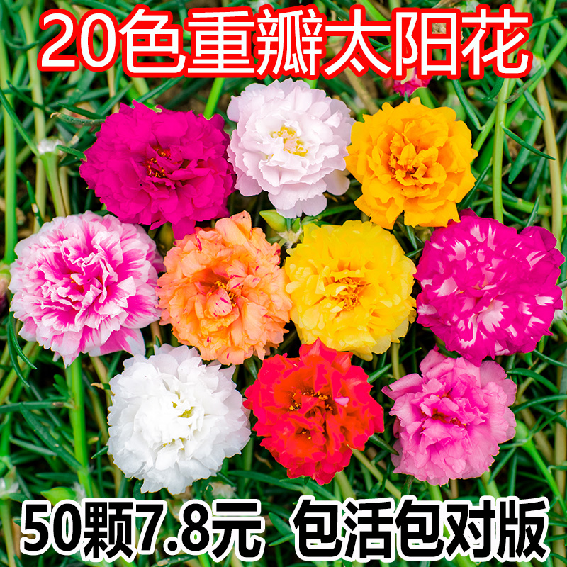 重瓣太阳花盆栽苗宿根带根带花苞四季开花植物室内室外好养花卉 红乐圣旗舰店 淘优券