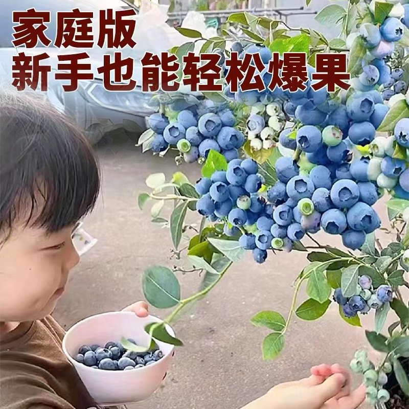 特大蓝莓树果苗盆栽地栽带果发货南北方种植奥尼尔蓝莓苗当年结果 - 图1