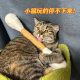 Cat toy extra large wool felt cotton swab for teeth grinding and cleaning