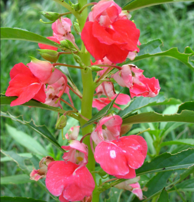 四季凤仙花种子指甲花种籽鲜花种子室内阳台盆栽易种植物凤仙花苗-图1