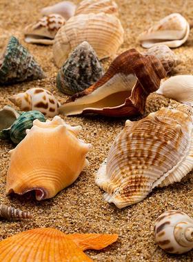 天然贝壳海螺珊瑚鱼缸装饰品拍摄道具工艺品微景观地中海海星摆件