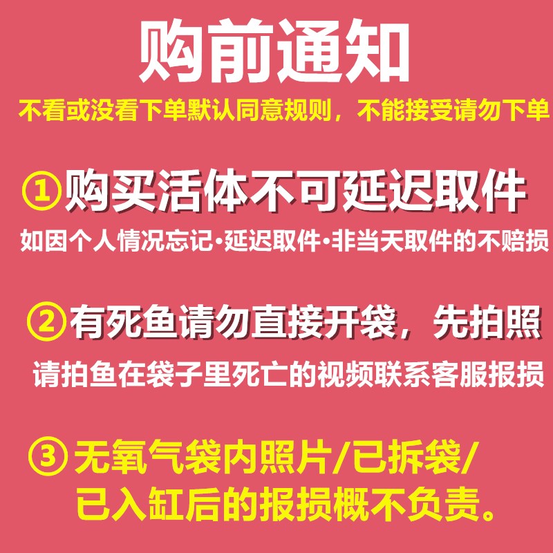 三湖慈鲷鱼马鲷活体鱼非洲王子热带鱼岩栖中小型淡水鱼观赏鱼三野 - 图0