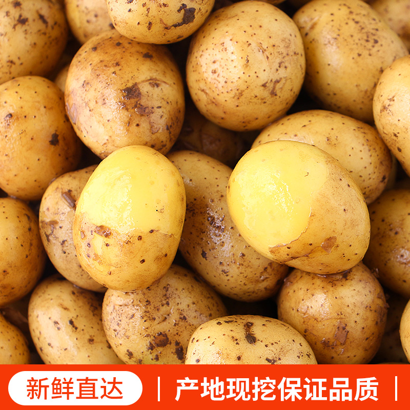 恩施新鲜小土豆包邮时令蔬菜富硒黄心士豆迷你高山洋芋珍珠马铃薯