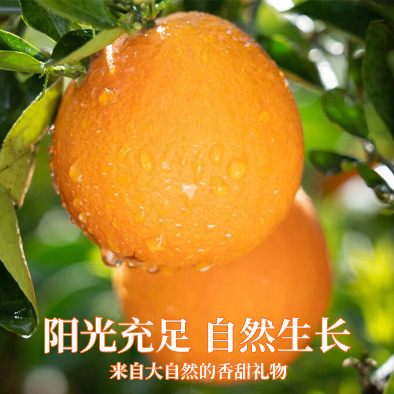 正宗伦晚春橙新鲜当季时令水果湖北秭归赣甜南榨汁整箱包邮橙子