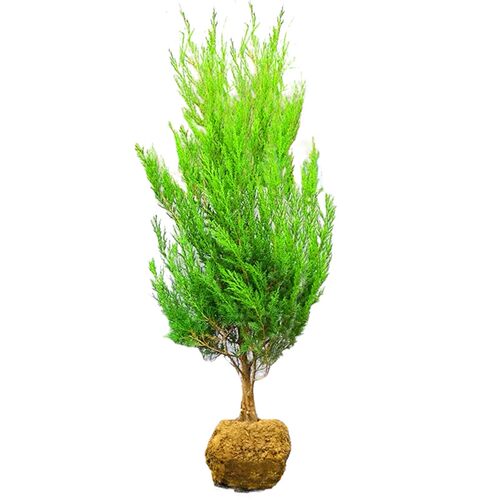 柏树树苗 塔柏 扁柏松柏侧柏树苗圆柏松树宝塔松龙柏苗绿化四季青 - 图3