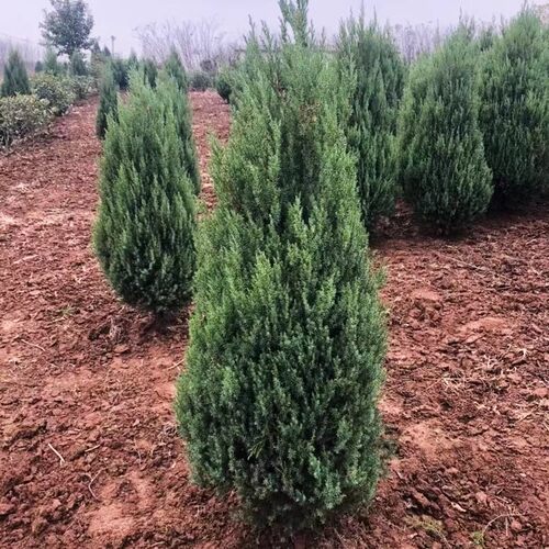 柏树树苗 塔柏 扁柏松柏侧柏树苗圆柏松树宝塔松龙柏苗绿化四季青 - 图2