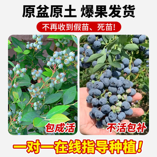蓝莓树果苗蓝莓苗盆栽地栽果苗带大果南北方种植苗兔眼绿宝石果树 - 图2