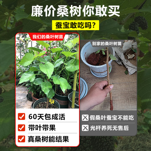 桑树活苗桑叶树苗盆栽养蚕食用大叶桑葚四季种绿植强桑一号蚕桑苗 - 图2