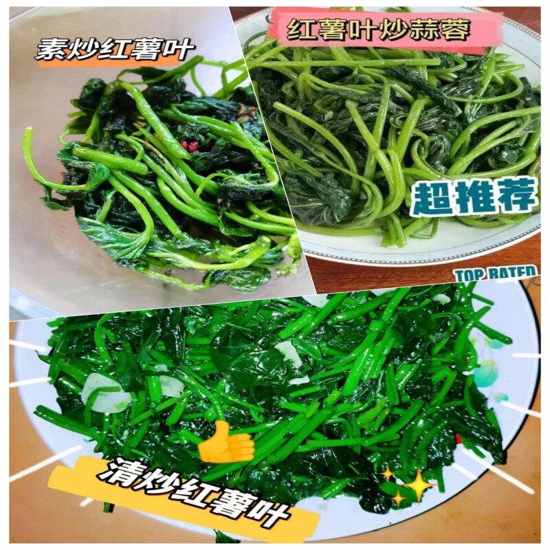 食用叶型专吃叶子的番薯叶叶红薯苕尖种地瓜苗秧红薯叶苗红苕苗种