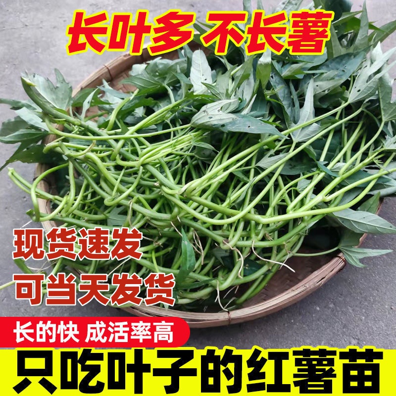 食叶型红薯苗种专吃叶子的地瓜秧苗蔬菜番薯食用广西菜苗养心秧苗 - 图1