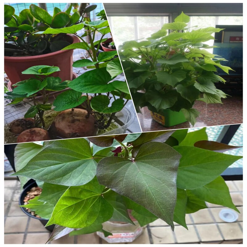 食用叶型专吃叶子的番薯叶叶红薯苕尖种地瓜苗秧红薯叶苗红苕苗种
