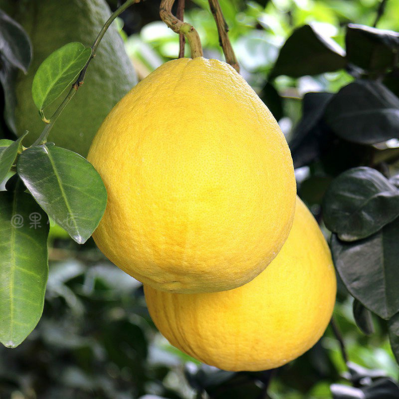 正宗广西容县沙田柚子新鲜水果纯甜现摘50斤白心长寿柚金柚子包邮,淘宝优惠券,粉丝福利购,淘宝优惠卷