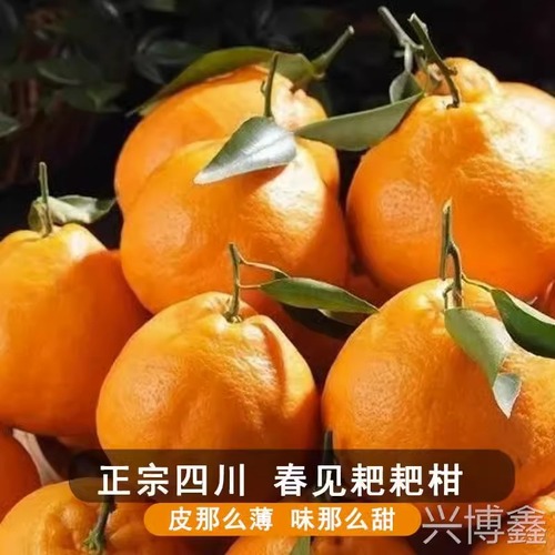 四川春见耙耙柑特级粑粑柑10斤橘子甜当季整箱新鲜水果丑柑桔包邮