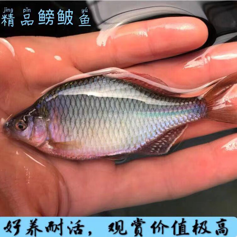 好养鳑鲏鱼清洁观赏旁皮淡水冷水活体小型鱼混养群游原生鱼缸除藻 - 图0