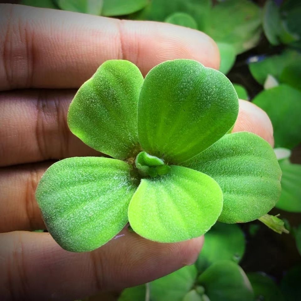 包邮原生蜈蚣草水芙蓉槐叶萍帮助净化水质好养耐活懒人阴性活水草 - 图1