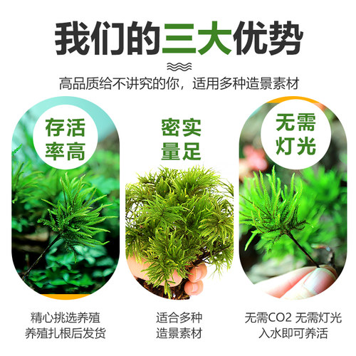水草 万年藓水草 水草植物 鱼缸鱼草水草活体懒人水草耐低温造景 - 图0