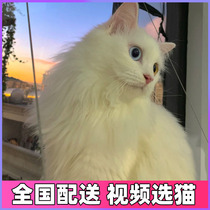 Shandong Linqing lion cat cub heteropupil mandarin orange eyes blue eyed gold eye long hair short beaver cat cub ash