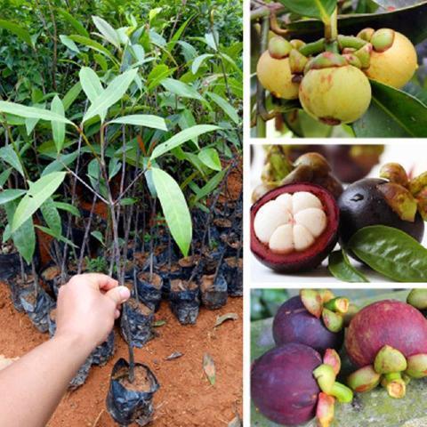 无籽山竹树苗果树苗盆栽地栽山竹国泰国竹苗山果树苗全种植