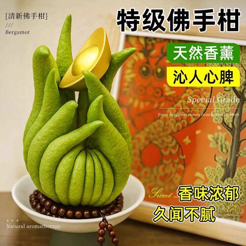 佛手柑鲜果水培植物新鲜现摘佛手瓜室内水养观赏清供闻香绿植盆栽 - 图0