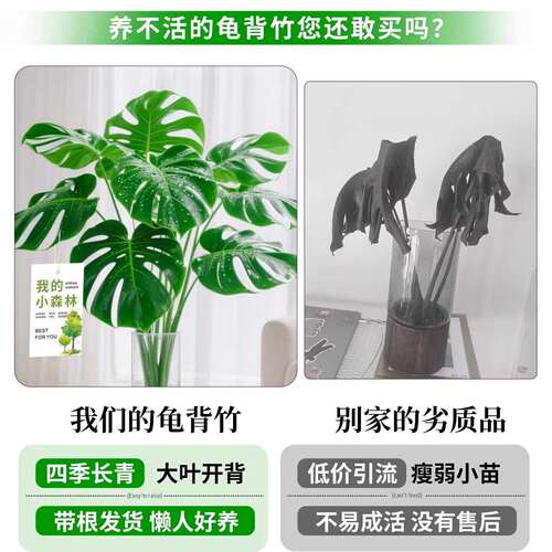龟背竹水培植物四季绿植室内好养盆栽客厅办公室桌面大叶老桩竹子 - 图3