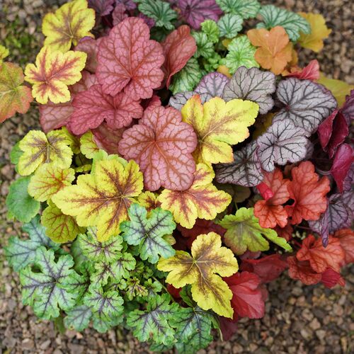 矾根盆栽花卉植物室内花苗四季常青观叶耐寒绿植庭院地被绿化花苗 - 图2