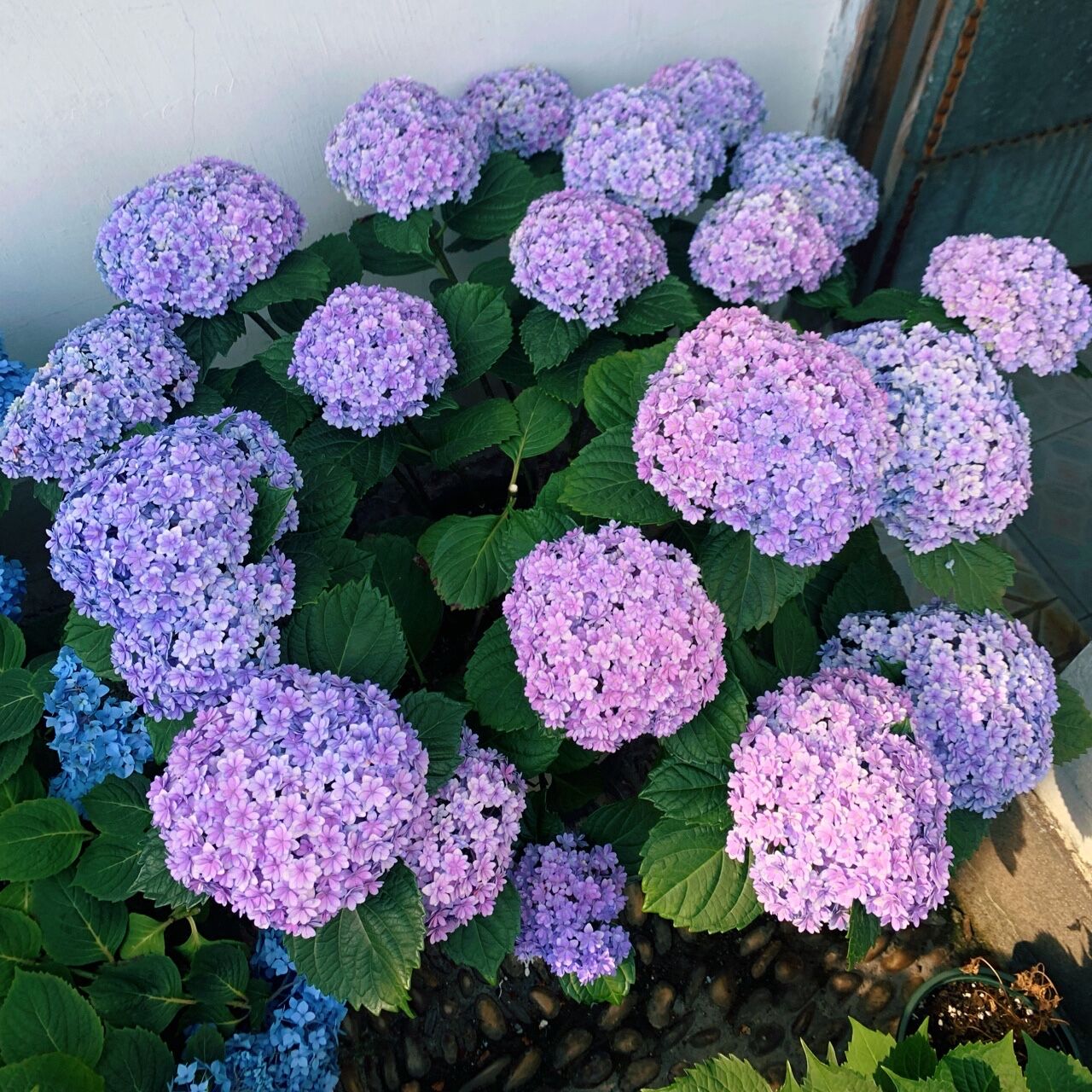 绣球花苗带花发货无尽夏四季绣球花盆栽庭院好养的花卉植物室内花