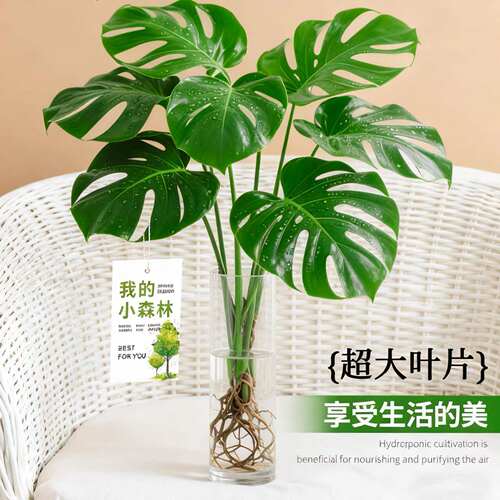 龟背竹水培植物四季绿植室内好养盆栽客厅办公室桌面大叶老桩竹子 - 图0