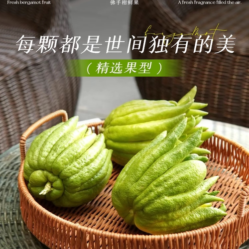 佛手柑鲜果水培植物新鲜现摘佛手瓜室内水养观赏清供闻香绿植盆栽 - 图1