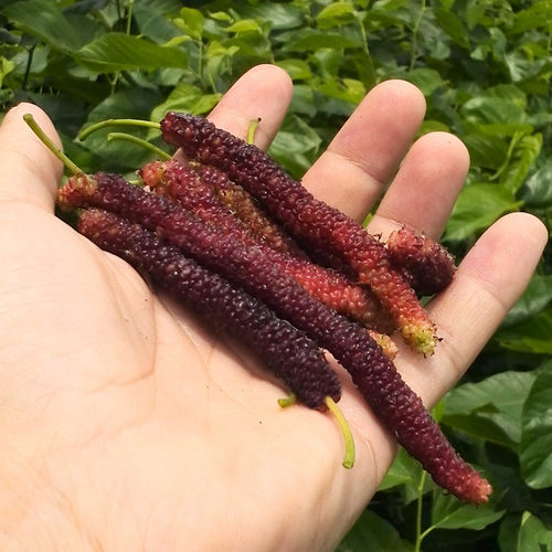 桑葚树苗盆栽果桑苗台湾四季超长果当年结果南北方种植果桑苗嫁接 - 图0