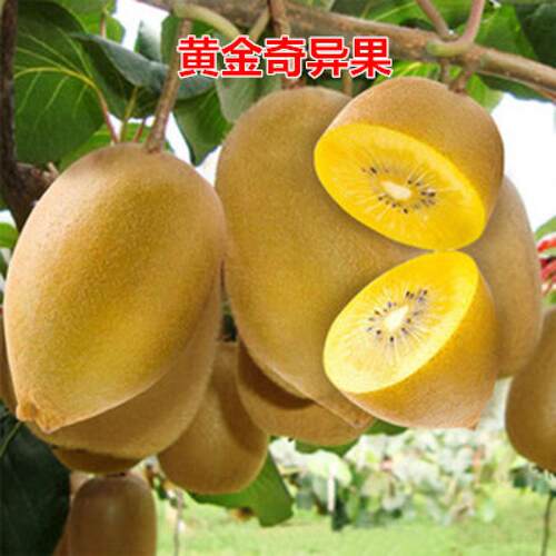 新西兰黄金奇异果 黄金果猕猴桃树苗盆栽地栽南北方种植当年结果 - 图0