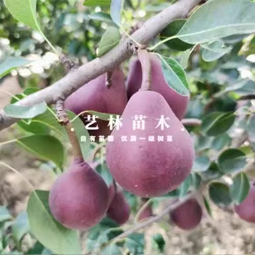 红梨树果苗嫁接红啤梨树苗巴梨西洋梨红皮梨苗红脾梨特大全红软梨 - 图0