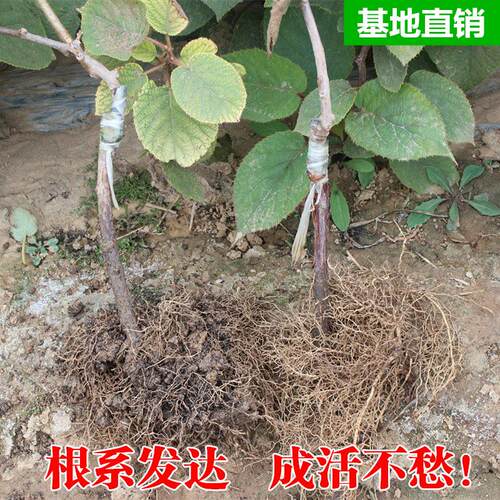 新西兰黄金奇异果 黄金果猕猴桃树苗盆栽地栽南北方种植当年结果 - 图1