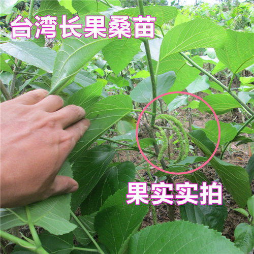 桑葚树苗盆栽果桑苗台湾四季超长果当年结果南北方种植果桑苗嫁接 - 图3