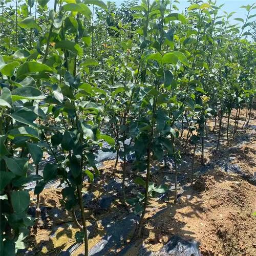 梨树果苗黄金梨秋月梨早酥红梨南北方种植特大嫁接梨树苗当年结果 - 图2