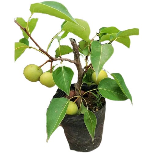 梨树果苗黄金梨秋月梨早酥红梨南北方种植特大嫁接梨树苗当年结果 - 图3