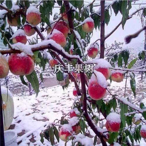 嫁接桃树苗 中华二号冬桃 极晚熟冬桃苗特大冬桃树果苗南北方种植 - 图0